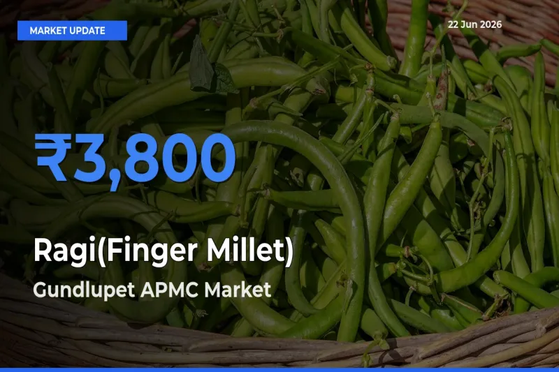 Top Performer! Gundlupet APMC Offers Best Ragi(Finger Millet) Price Today