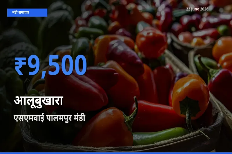एसएमवाई पालमपुर मंडी में आज आलूबुखारा के सबसे ऊँचे दाम दर्ज