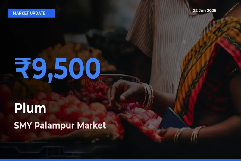 Farmers Prefer SMY Palampur as Plum Hits Highest Rate