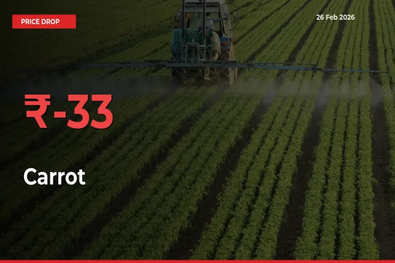 Carrot Prices Drop 33.4% in 24 Hours at Major Mandis