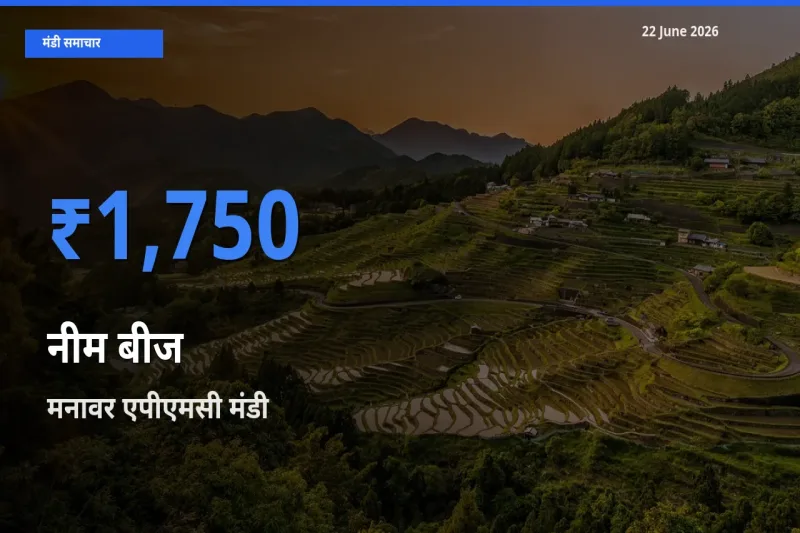 टॉप मंडी बना मनावर एपीएमसी! नीम बीज के सबसे ऊँचे दाम यहीं दर्ज
