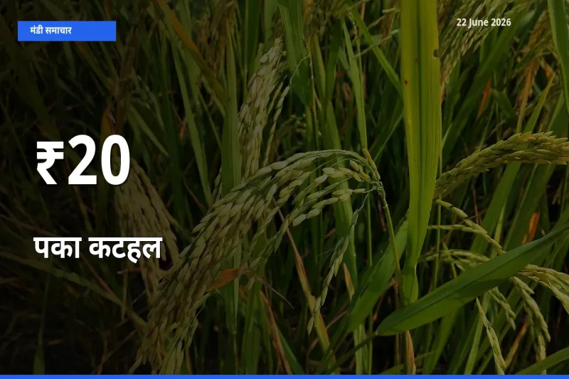आज का मंडी ट्रेंड: पका कटहल के दाम कई बाजारों में एक साथ बदले