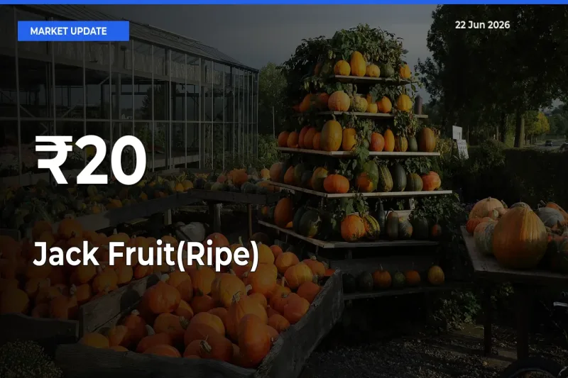 Strong Trend in Jack Fruit(Ripe) Rates Across Multiple Mandis – What It Means for Traders