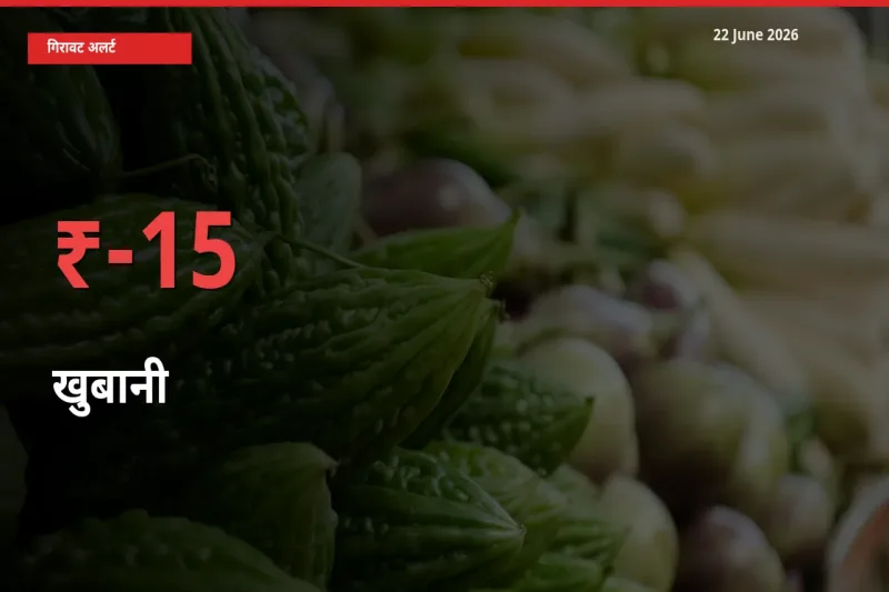22 June अपडेट: खुबानी के दाम मंडी में 15.04% गिरे