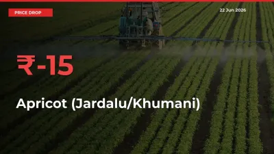 Sudden Shock! Apricot (Jardalu/Khumani) Drops 15.04% in 24 Hours at Top Mandis