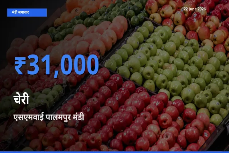 आज चेरी के सबसे ज़्यादा दाम एसएमवाई पालमपुर मंडी में दर्ज