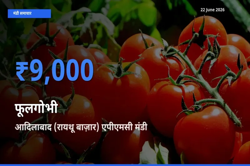 आज फूलगोभी के सबसे ज़्यादा दाम आदिलाबाद (रायथू बाज़ार) एपीएमसी मंडी में दर्ज