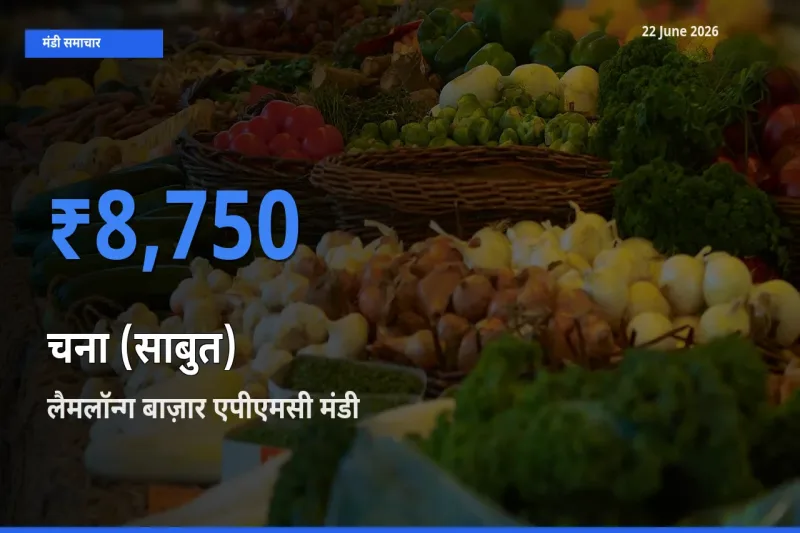 लैमलॉन्ग बाज़ार एपीएमसी में चना (साबुत) का आज सबसे ऊँचा भाव