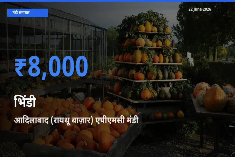 आज भिंडी के सबसे ज़्यादा दाम आदिलाबाद (रायथू बाज़ार) एपीएमसी मंडी में दर्ज