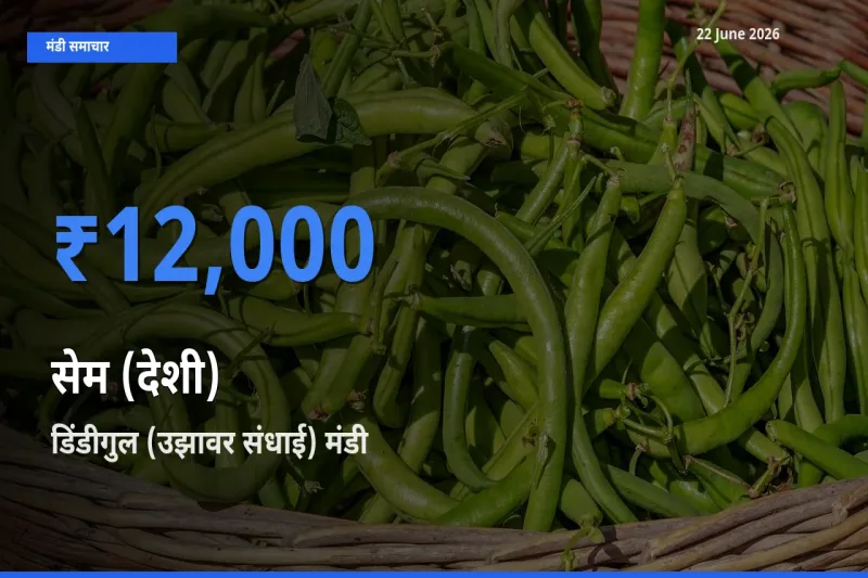 बाज़ार संकेत: डिंडीगुल (उझावर संधाई) बना सेम (देशी) के लिए आज की टॉप मंडी