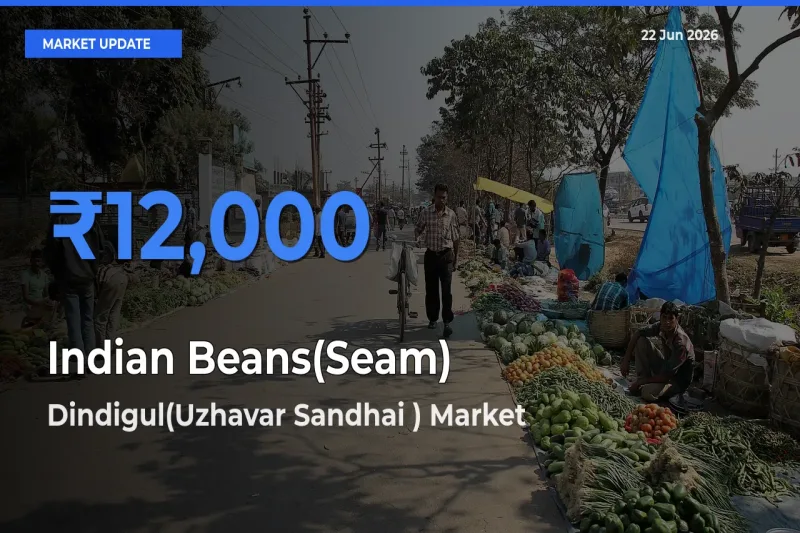 Top Performer! Dindigul(Uzhavar Sandhai ) Offers Best Indian Beans(Seam) Price Today