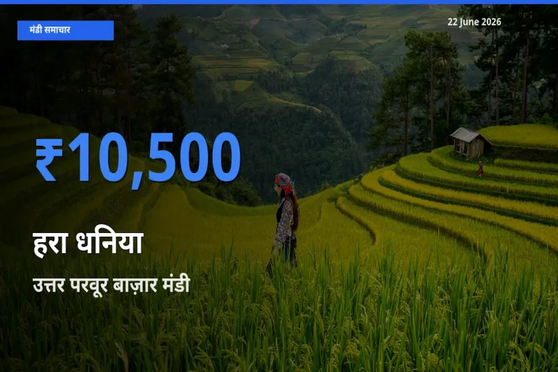 आज हरा धनिया के सबसे ऊँचे दाम ₹10,500 उत्तर परवूर बाज़ार मंडी में