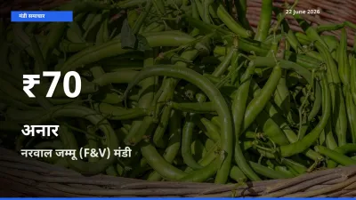 बाज़ार संकेत: अनार के भाव नरवाल जम्मू (F&V) में 30 दिन के निचले स्तर पर