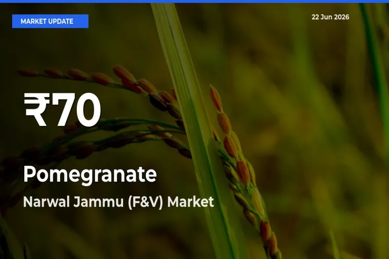 Why Pomegranate Prices Slumped in Narwal Jammu (F&V) – 30-Day Low Today