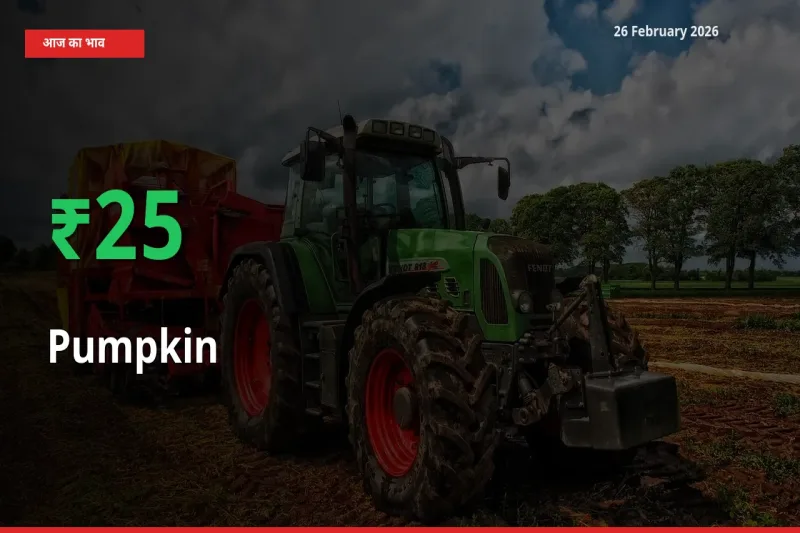 स्थानीय मंडी में Pumpkin के दाम अचानक 25.12% उछले, किसान सतर्क