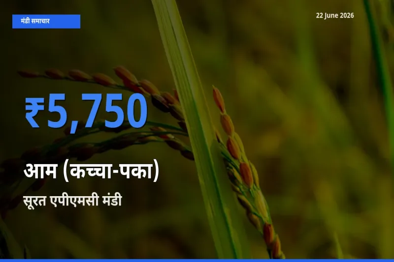 आज आम (कच्चा-पका) के सबसे ऊँचे दाम ₹5,750 सूरत एपीएमसी मंडी में
