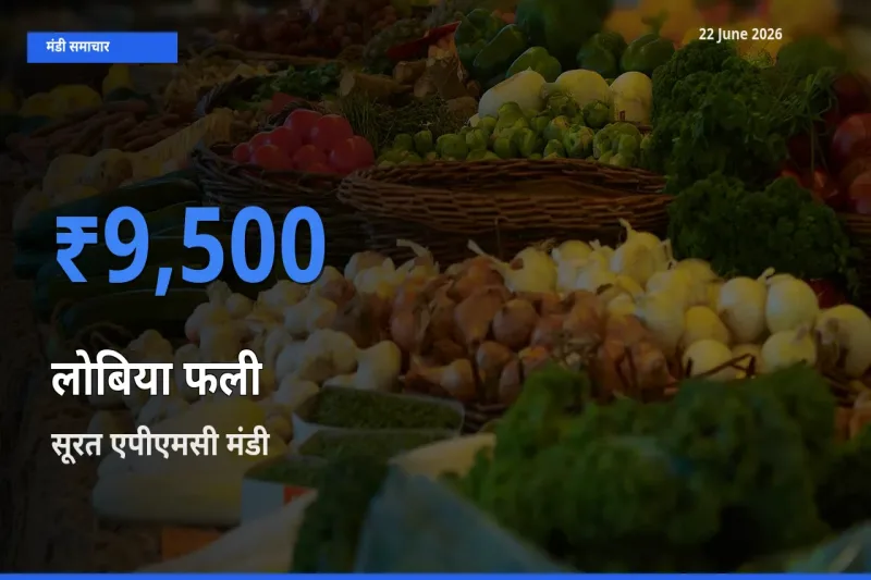 आज लोबिया फली के सबसे ऊँचे दाम ₹9,500 सूरत एपीएमसी मंडी में