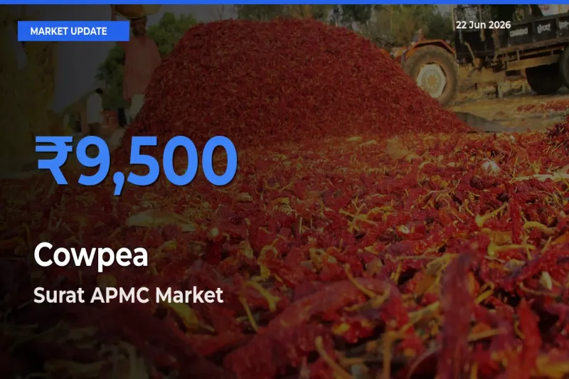 Surat APMC Tops Cowpea Mandi Rates Today