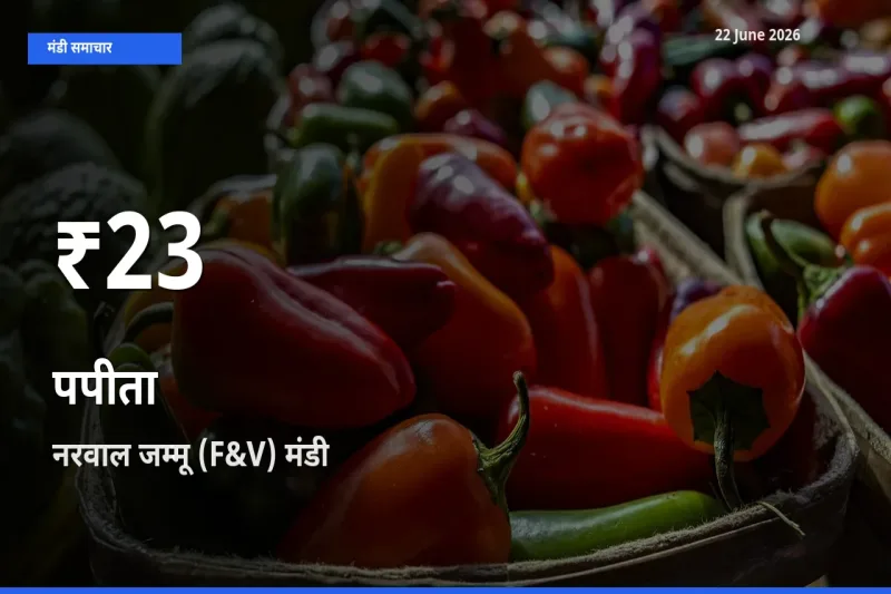 22 June अपडेट: पपीता के दाम 30 दिन के न्यूनतम स्तर पर, नरवाल जम्मू (F&V)