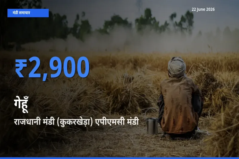 राजधानी मंडी (कुकरखेड़ा) एपीएमसी में गेहूँ का आज सबसे ऊँचा भाव