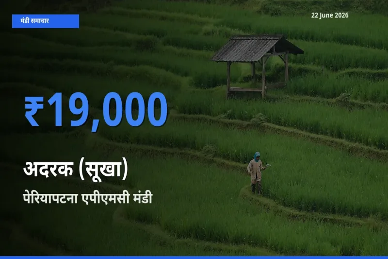किसानों की पसंद बना पेरियापटना एपीएमसी, अदरक (सूखा) के सबसे अच्छे दाम