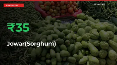 Sharp Jump! Jowar(Sorghum) Prices Climb 34.56% in 24 Hours at Key Mandis