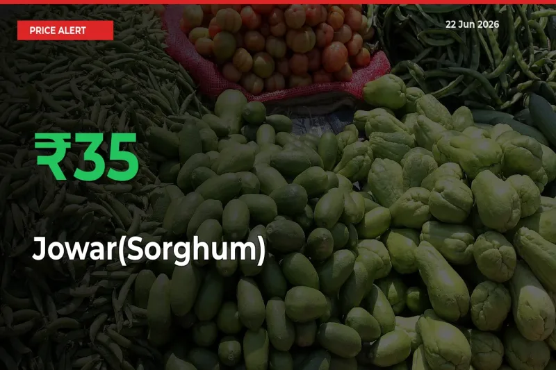 Sharp Jump! Jowar(Sorghum) Prices Climb 34.56% in 24 Hours at Key Mandis