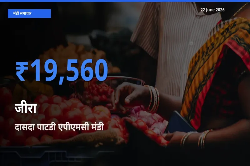 दासदा पाटडी एपीएमसी मंडी में आज जीरा के सबसे ऊँचे दाम दर्ज