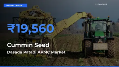 Dasada Patadi APMC Tops Cummin Seed Mandi Rates Today