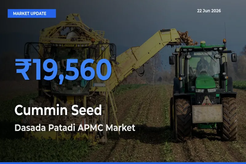 Dasada Patadi APMC Tops Cummin Seed Mandi Rates Today