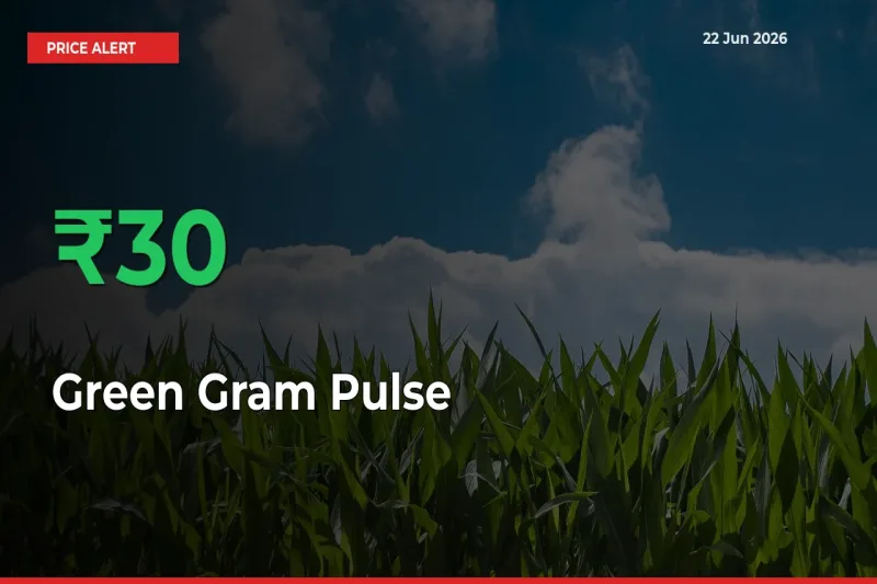 Green Gram Pulse Rises 30.42% at Mandis