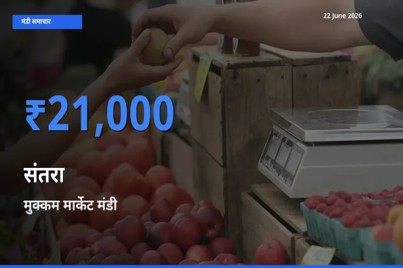 22 June अपडेट: संतरा के सबसे ऊँचे दाम मुक्कम मार्केट मंडी में