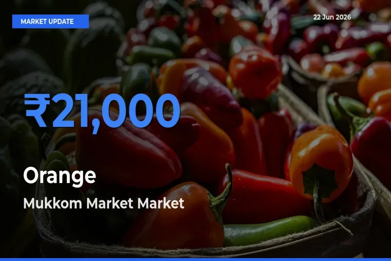 Mukkom Market Emerges as Top Mandi for Orange Prices Today