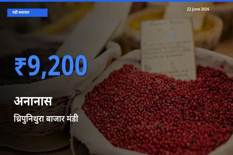 किसानों की पसंद बना थ्रिपुनिथुरा बाजार, अनानास के सबसे अच्छे दाम