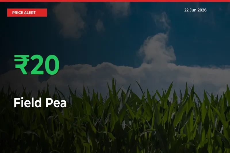 Sharp Jump! Field Pea Prices Climb 19.74% in 24 Hours at Key Mandis