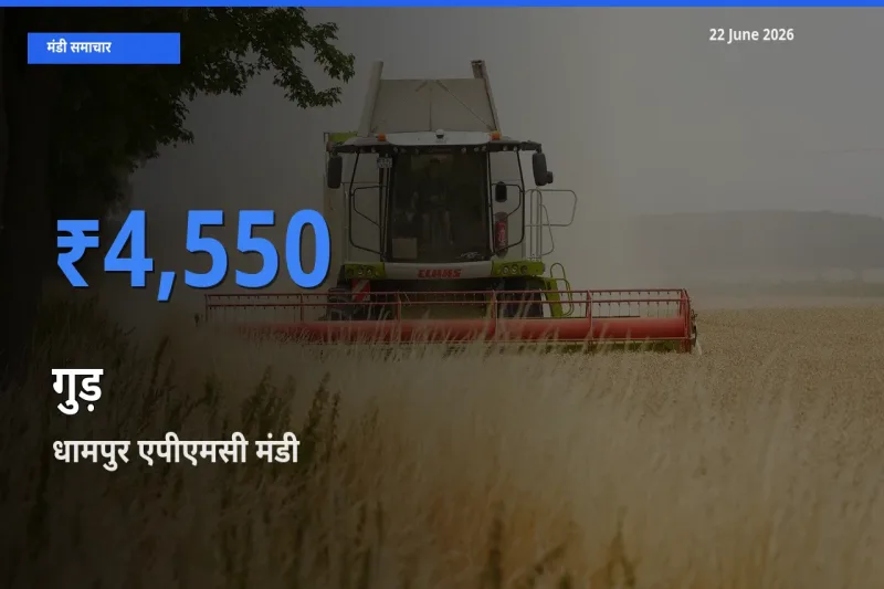 आज का मंडी भाव: गुड़ के सबसे ज़्यादा दाम धामपुर एपीएमसी में