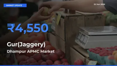 Market Watch: Dhampur APMC Becomes Top Mandi for Gur(Jaggery)