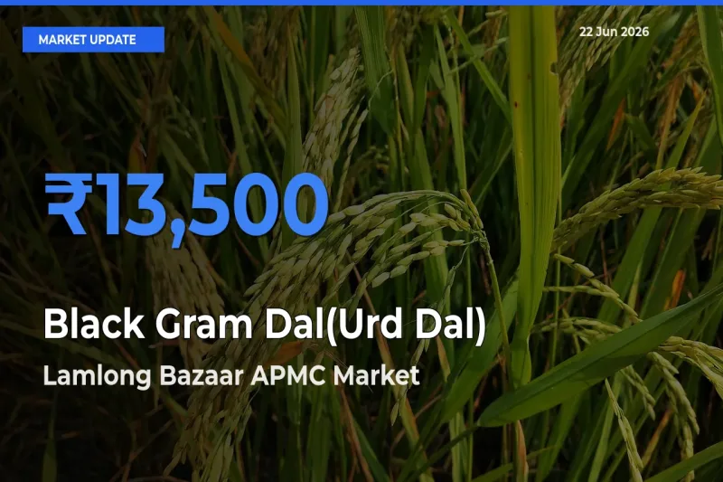 Market Watch: Lamlong Bazaar APMC Becomes Top Mandi for Black Gram Dal(Urd Dal)