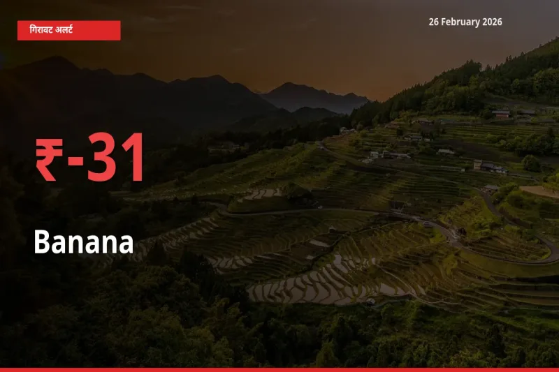 Banana 31.06% गिरा, मंडी