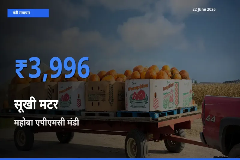 22 June अपडेट: सूखी मटर के सबसे ऊँचे दाम महोबा एपीएमसी मंडी में