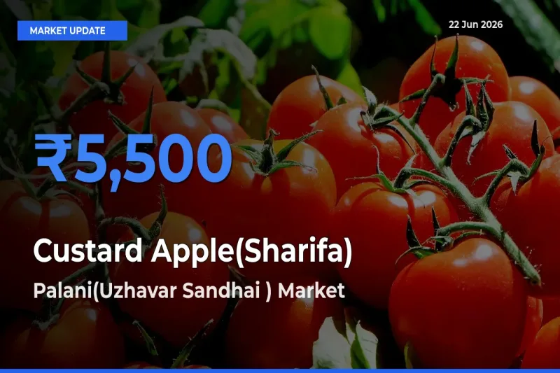 Palani(Uzhavar Sandhai ) Emerges as Top Mandi for Custard Apple(Sharifa) Prices Today