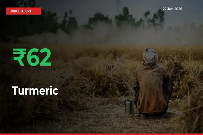 Big Rally! Turmeric Climbs 62.48% in 24 Hours at Top Mandis