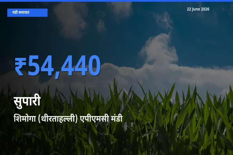 आज सुपारी के सबसे ऊँचे दाम ₹54,440 शिमोगा (थीरताहल्ली) एपीएमसी मंडी में