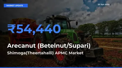Arecanut (Betelnut/Supari) Mandi Rate Today: Shimoga(Theertahalli) APMC Tops the List
