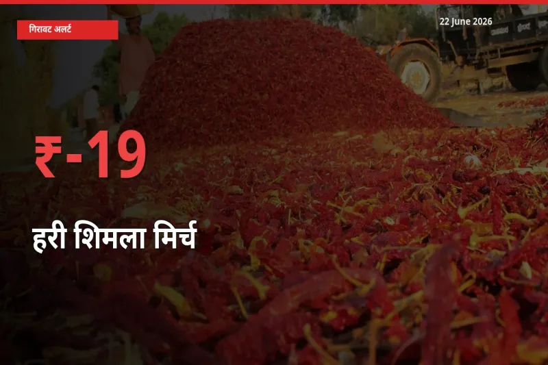 तेज़ गिरावट! मंडी में हरी शिमला मिर्च के दाम 19.28% लुढ़के