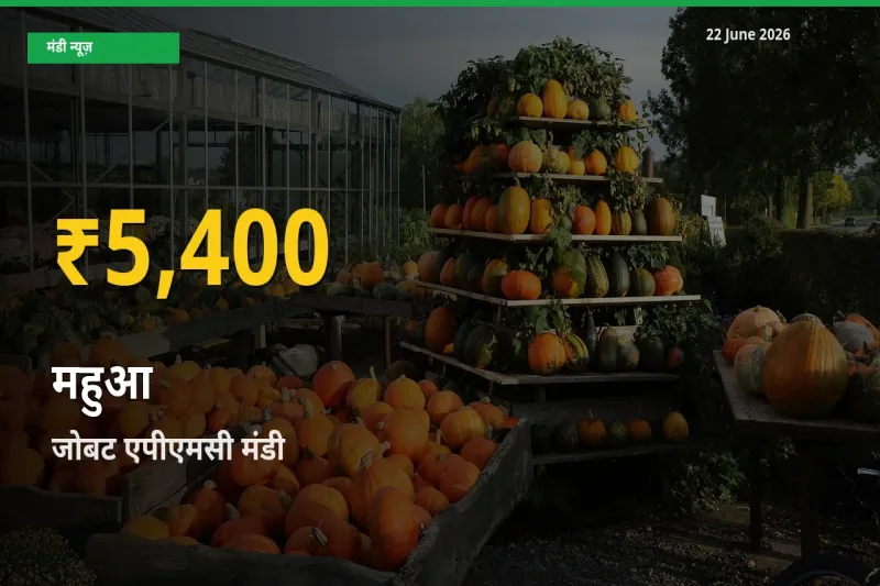 रिकॉर्ड तेज़ी! जोबट एपीएमसी में महुआ ₹5,400 पर पहुँचा