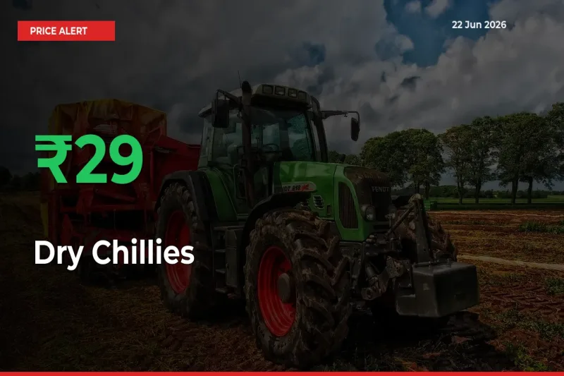 Dry Chillies Mandi Rate Today: Prices Jump 29.24% at Market