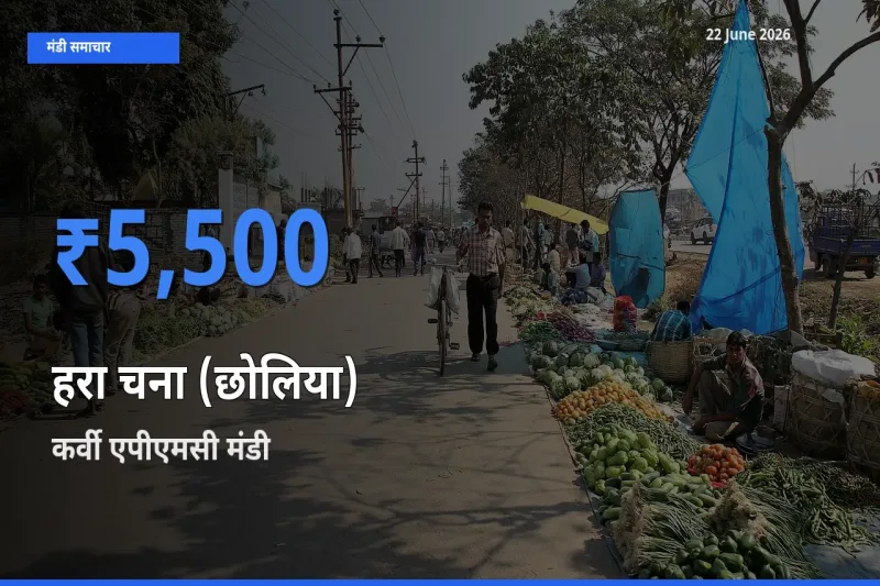 टॉप मंडी बना कर्वी एपीएमसी! हरा चना (छोलिया) के सबसे ऊँचे दाम यहीं दर्ज
