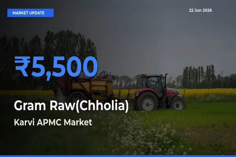 Karvi APMC Records Highest ₹5,500 Rate for Gram Raw(Chholia)