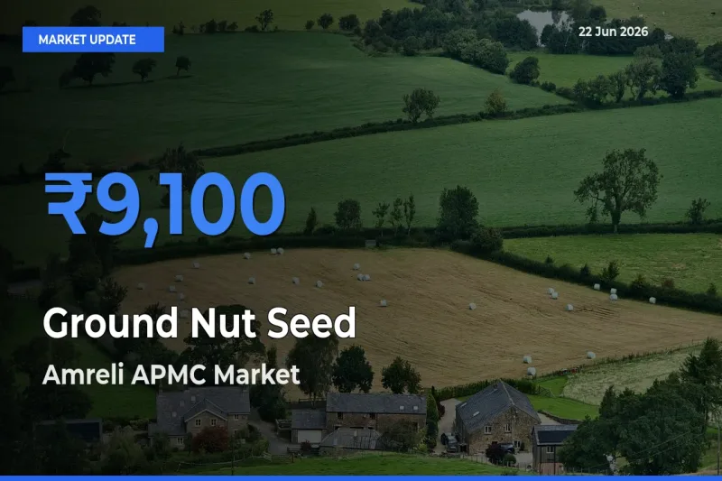 Amreli APMC Tops Ground Nut Seed Mandi Rates Today